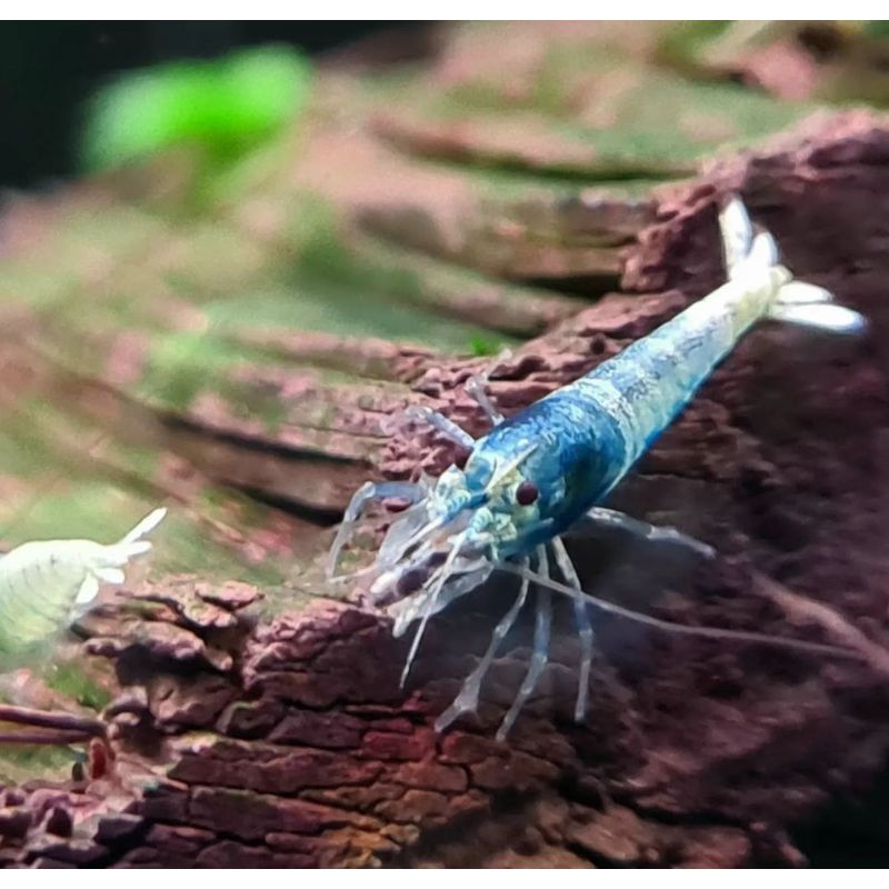 Blue Bolt Shrimp