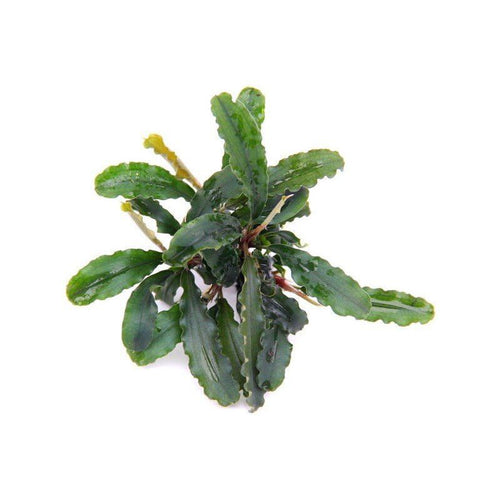 TB便ブセ】Bucephalandra sp. Posuk Sintang kal barat 【TB