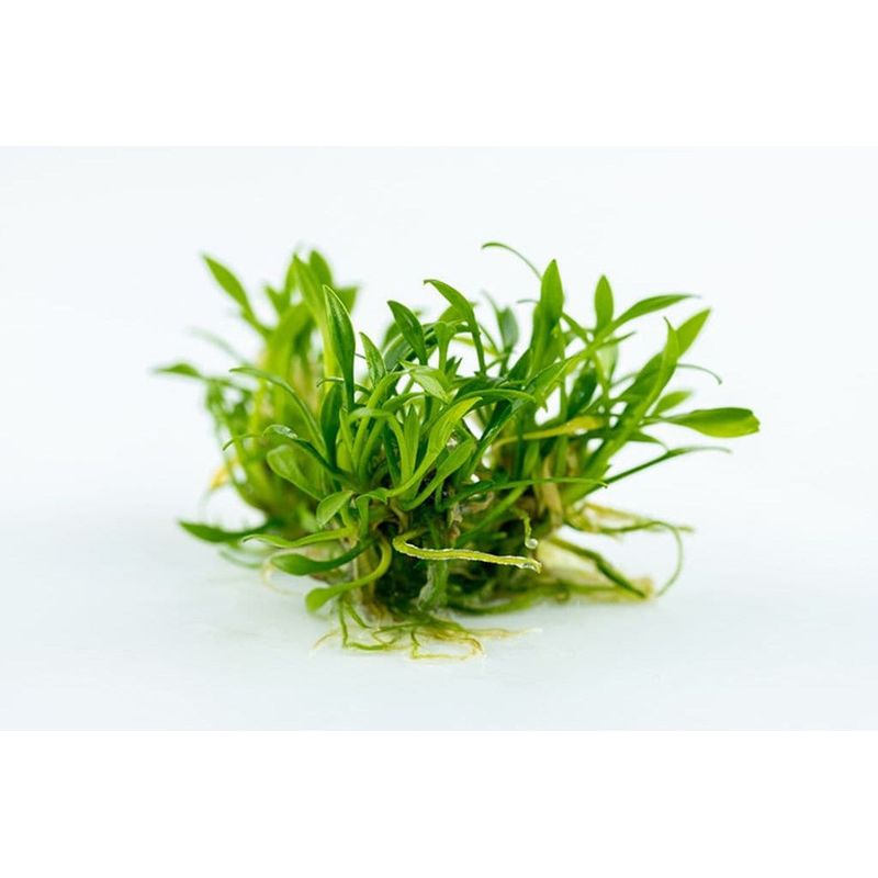 Tropica 1-2 Grow Cryptocoryne parva (smallest crypt)