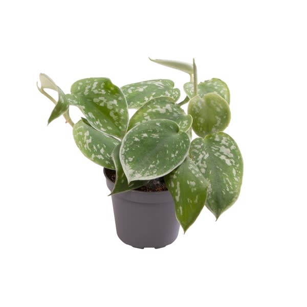 Philodendron Scandens Pictus pothos