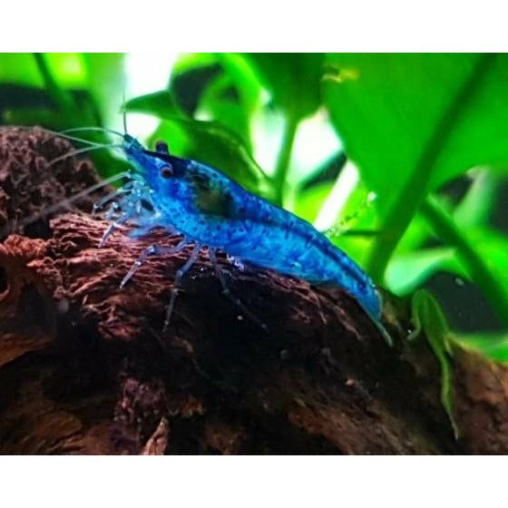 10+1 Blue Velvet Neocaridina Freshwater Shrimp - Live Aquarium Shrimp, USA Bred